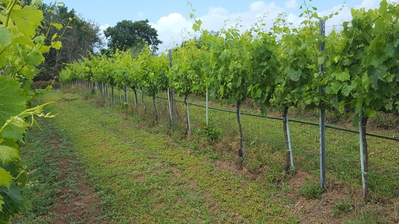 Azienda Agricola Sinisi Cerveteri Exterior photo