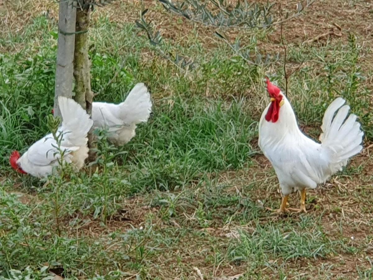 Azienda Agricola Sinisi Cerveteri Exterior photo